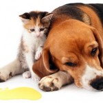 pet-dog-cat-urine-on-carpet